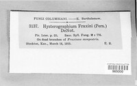Hysterographium fraxini image